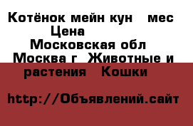Котёнок мейн кун 5 мес › Цена ­ 25 000 - Московская обл., Москва г. Животные и растения » Кошки   